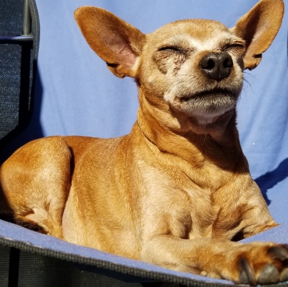 Meet your Posher, Sarah - Picture 5 of 10